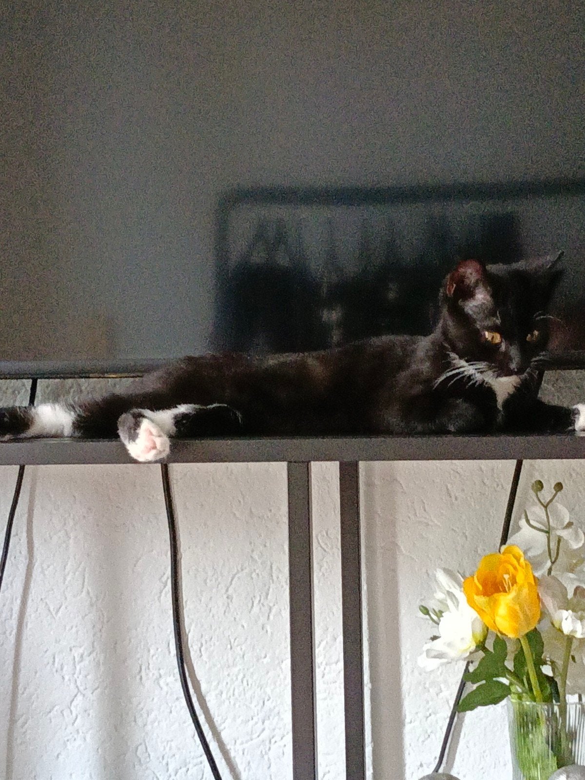 gereserveerd kitten gratis, Dieren en Toebehoren