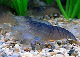 Blauwe waaierhand garnalen, Dieren en Toebehoren, Kreeft, Krab of Garnaal