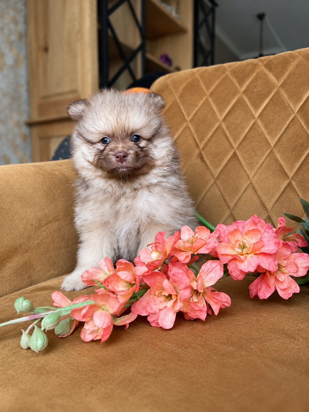 Super lieve pomeriaan dwegkees puppys, Keeshond, CDV (hondenziekte), 8 tot 15 weken, Meerdere