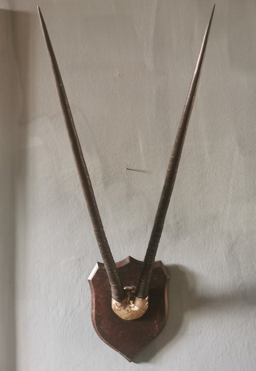 Gewei van een spiesbok / antilope / springbok  (hoorn 80 cm), Ophalen, Gebruikt, Hert, Gewei of Kop