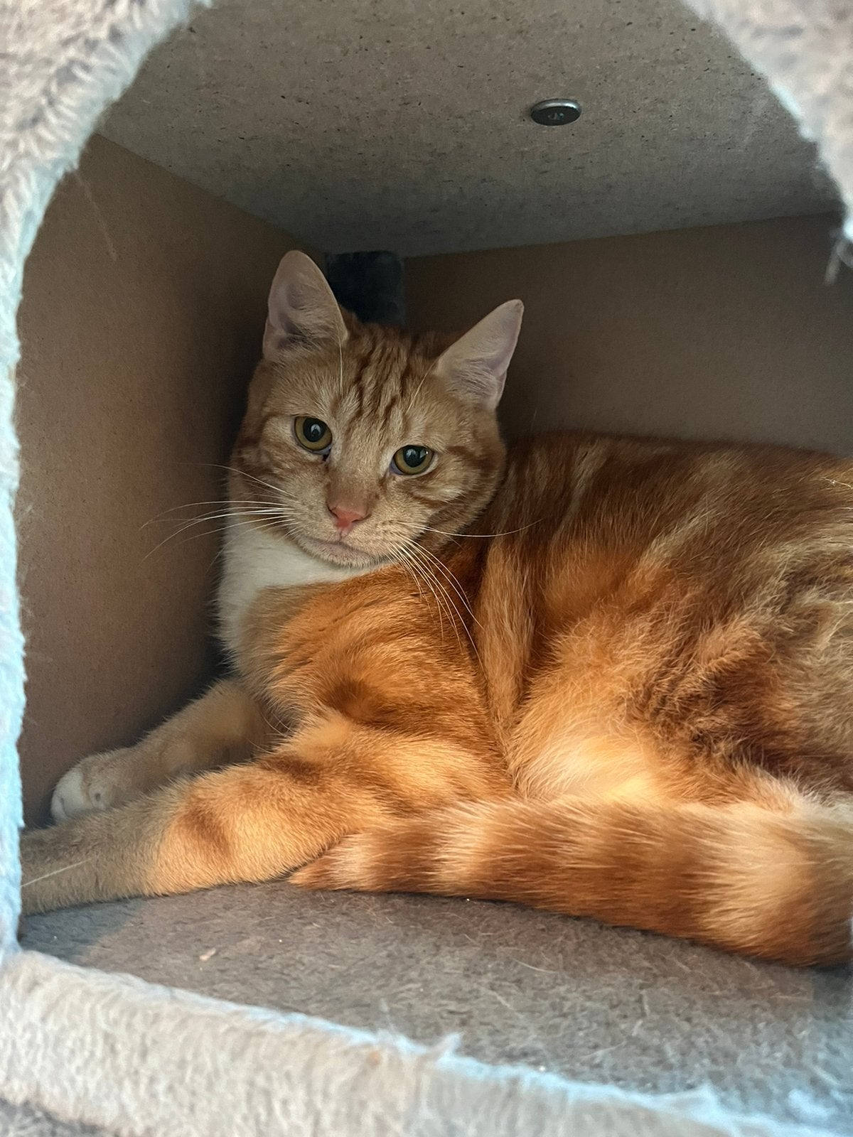 Kater zoekt een nieuw huisje, Kater