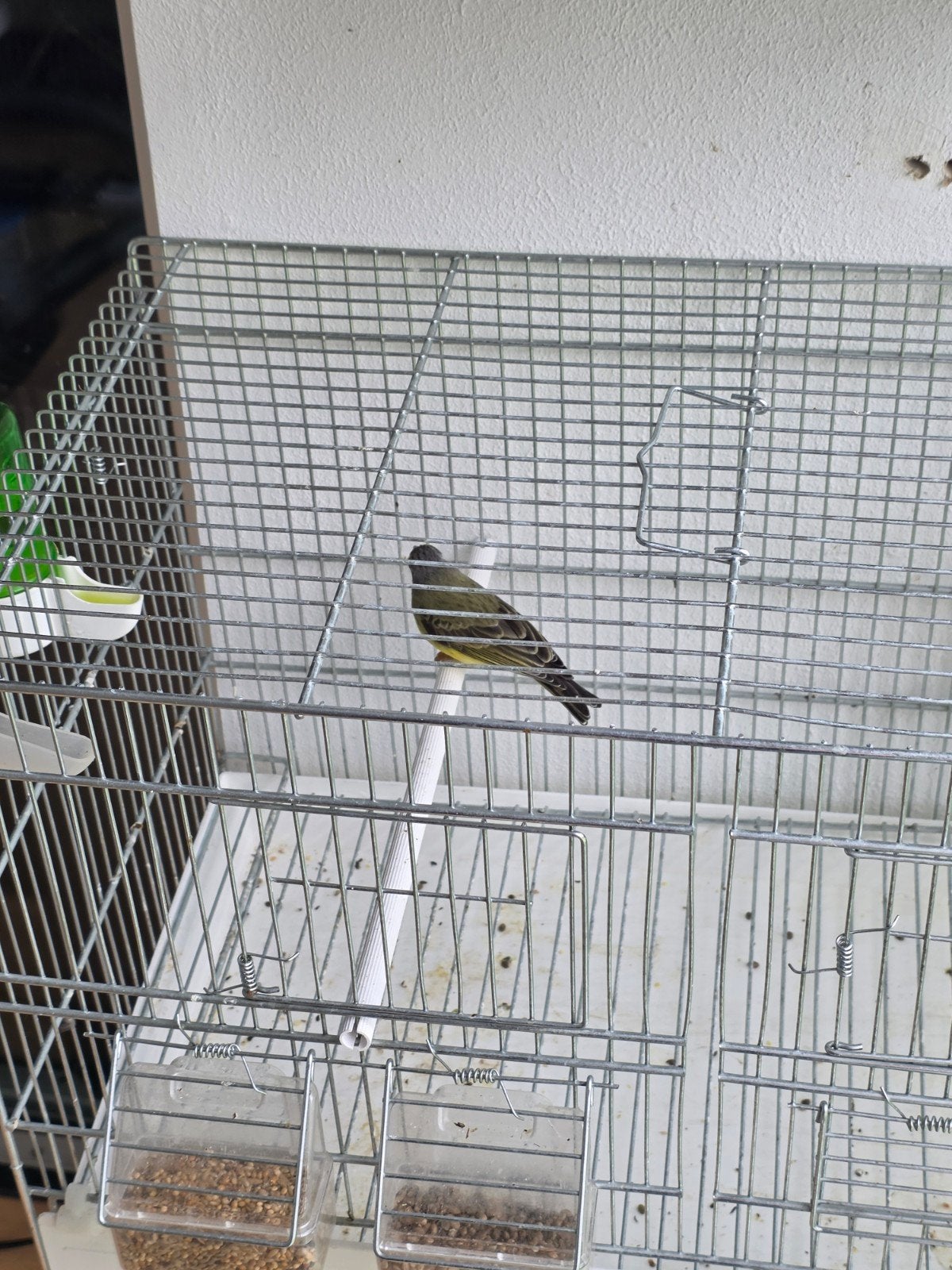 Mozambiquesijs Man, Mannelijk, Tropenvogel, Geringd