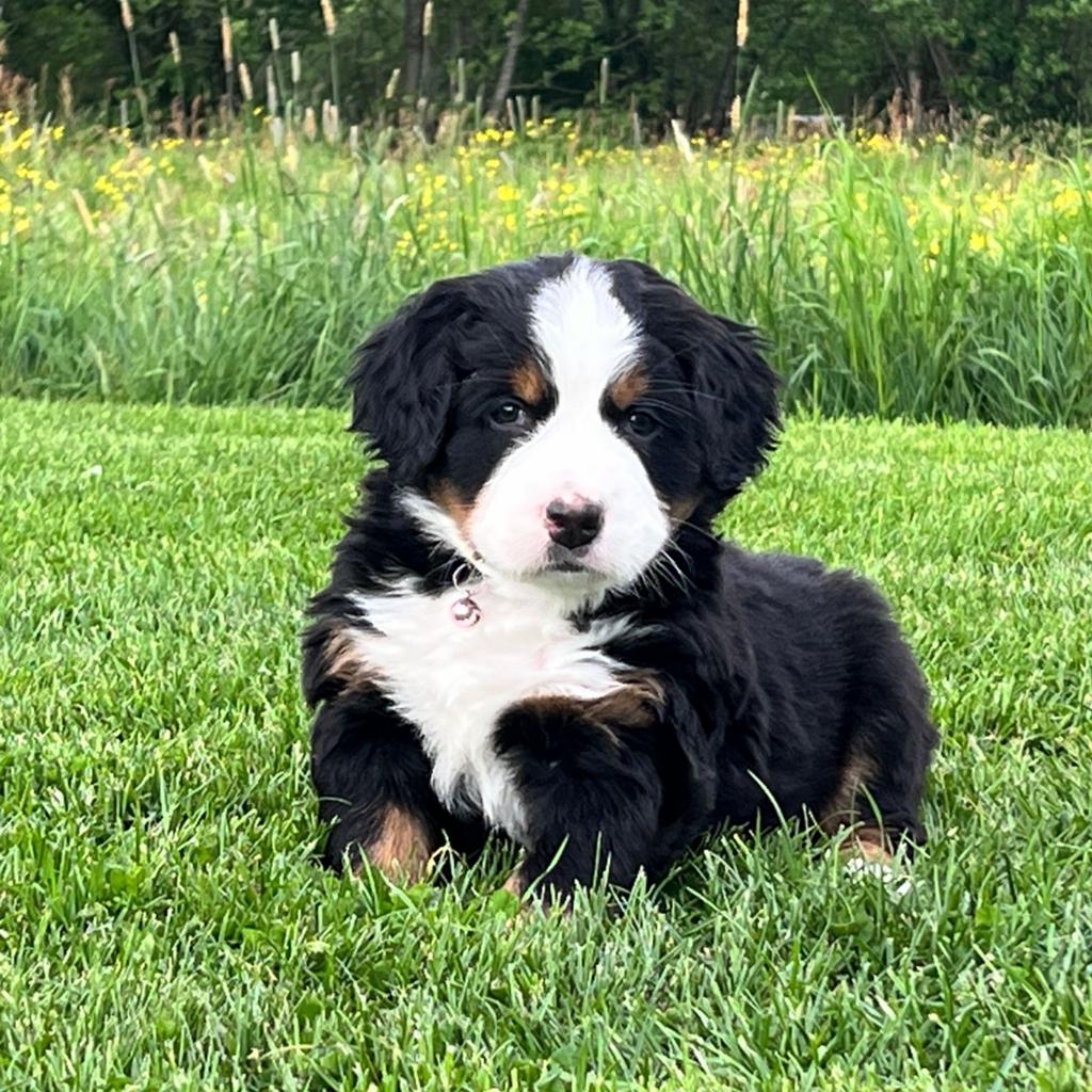 Berner sennen pups allemaal gereserveerd, Dieren en Toebehoren, Honden | Niet-rashonden, 8 tot 15 weken, Meerdere, Meerdere dieren