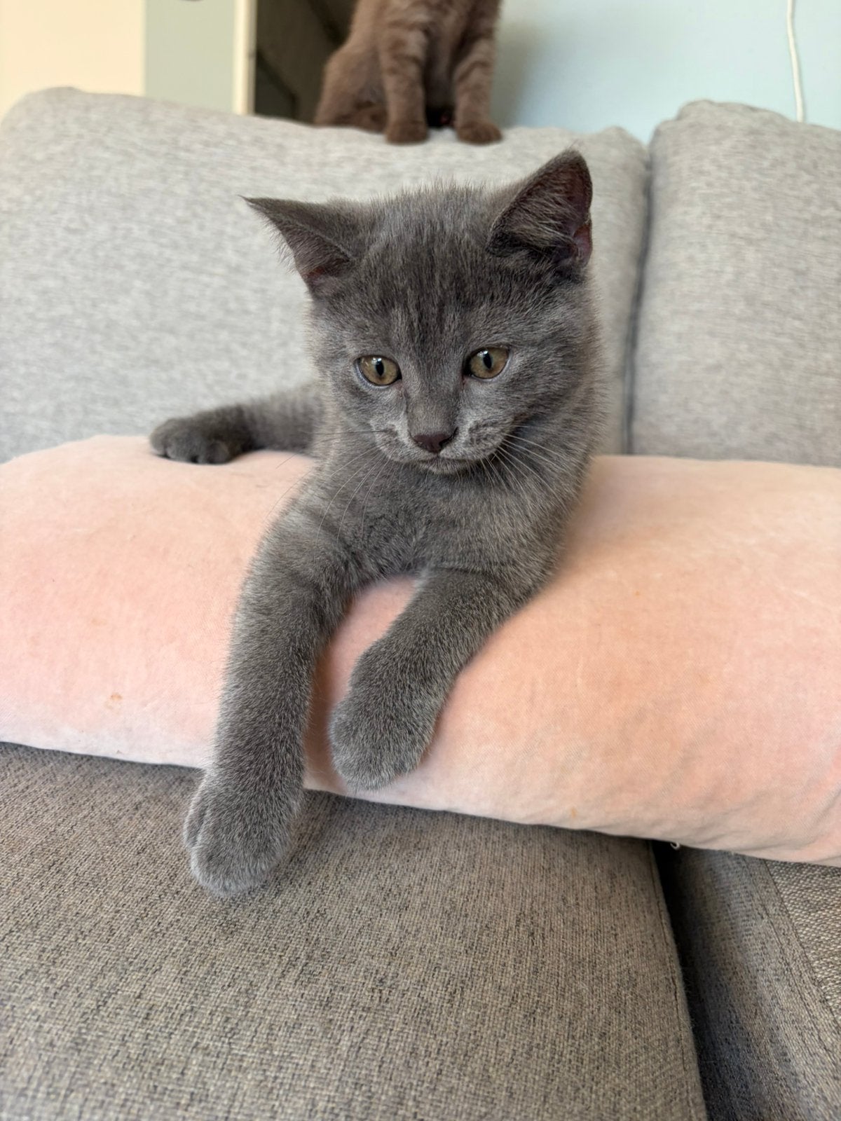 Blauwe rus x Britse korthaar kittens