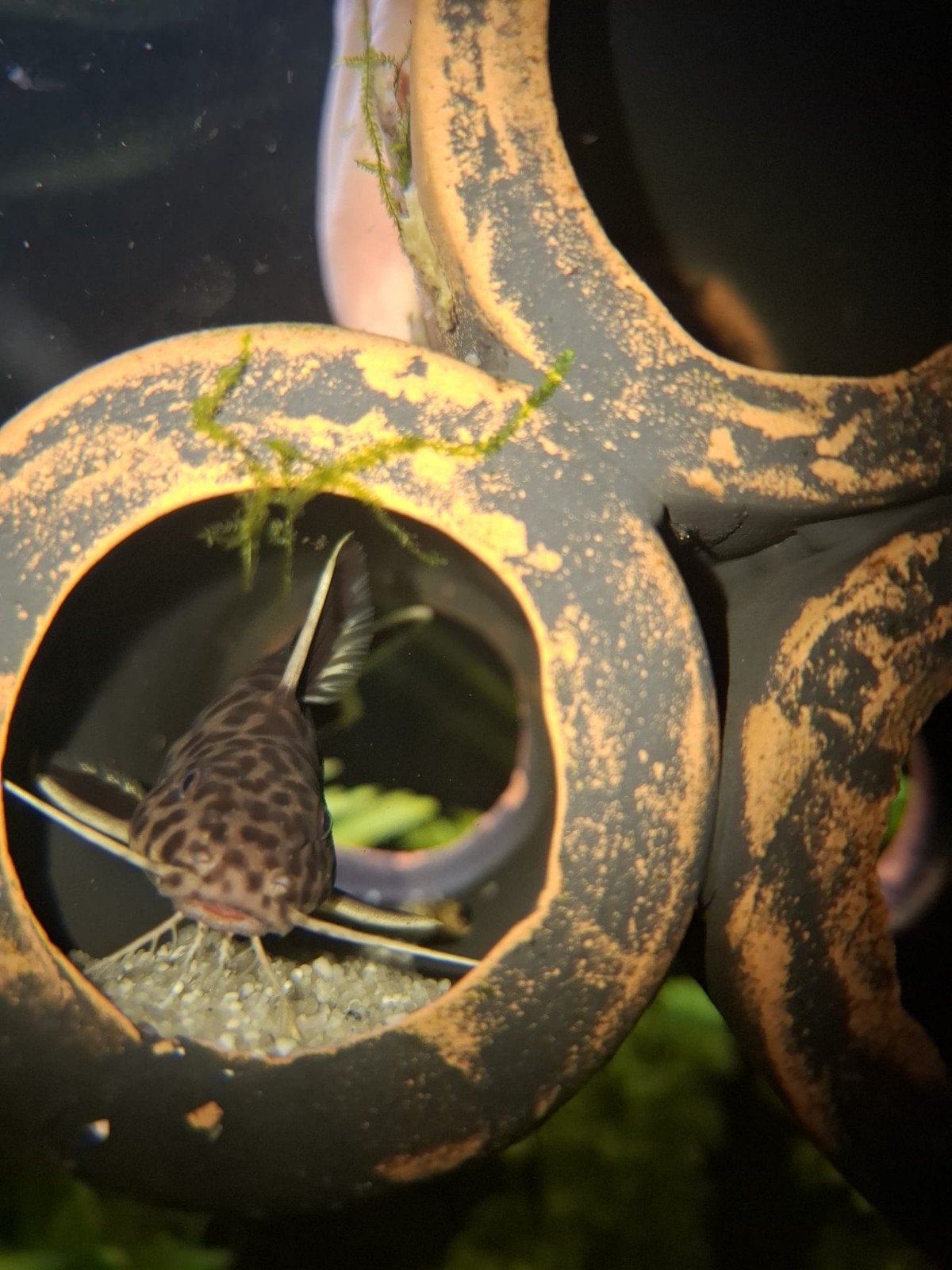 Synodontis Lucipinnis Panther, Dieren en Toebehoren, Ophalen