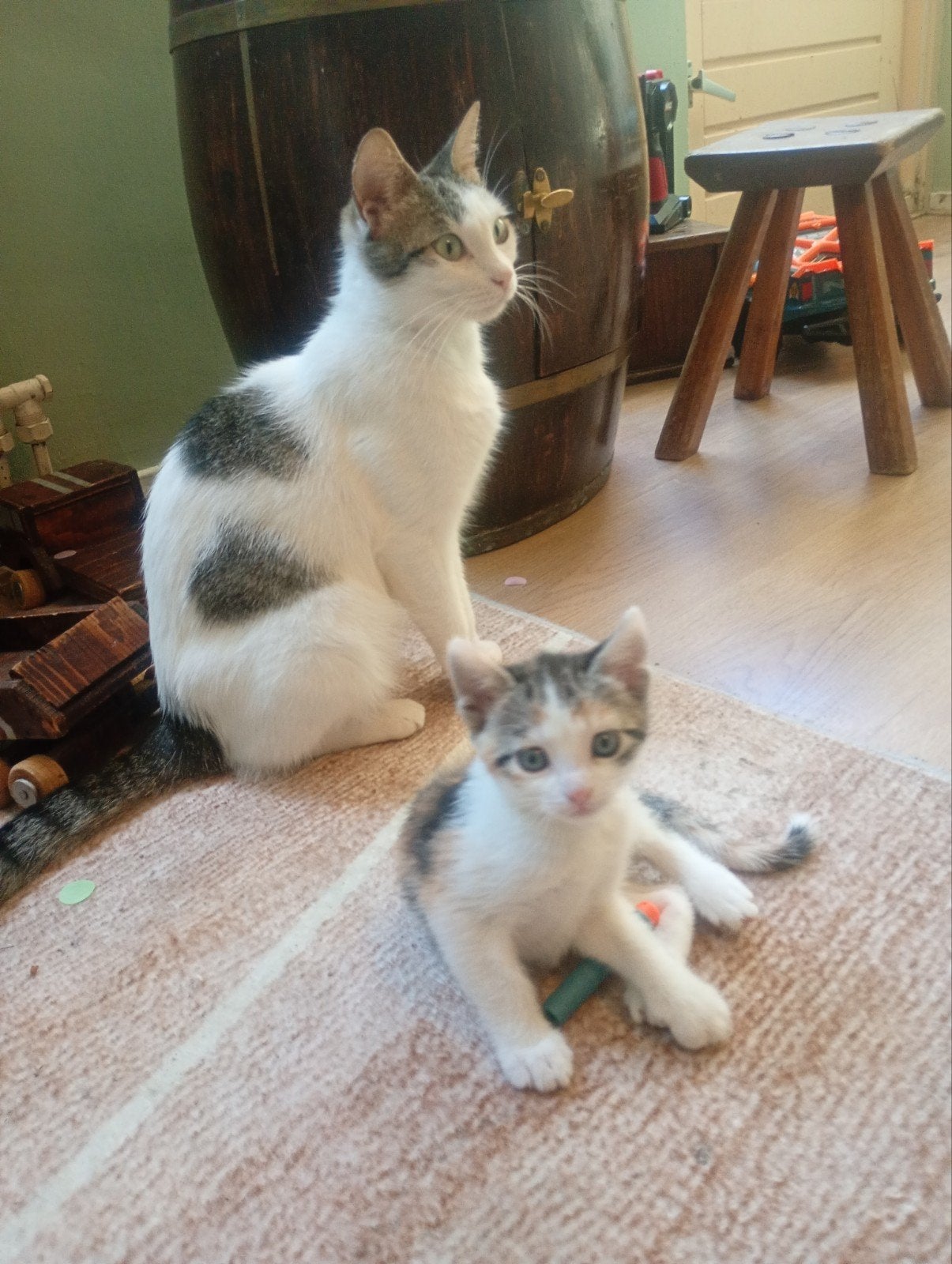Kittens, Dieren en Toebehoren