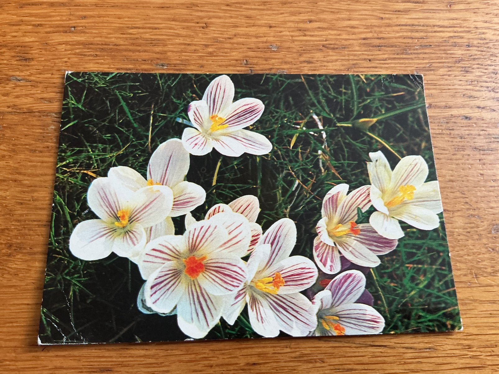 V634 bloemen, Ophalen of Verzenden, Natuur