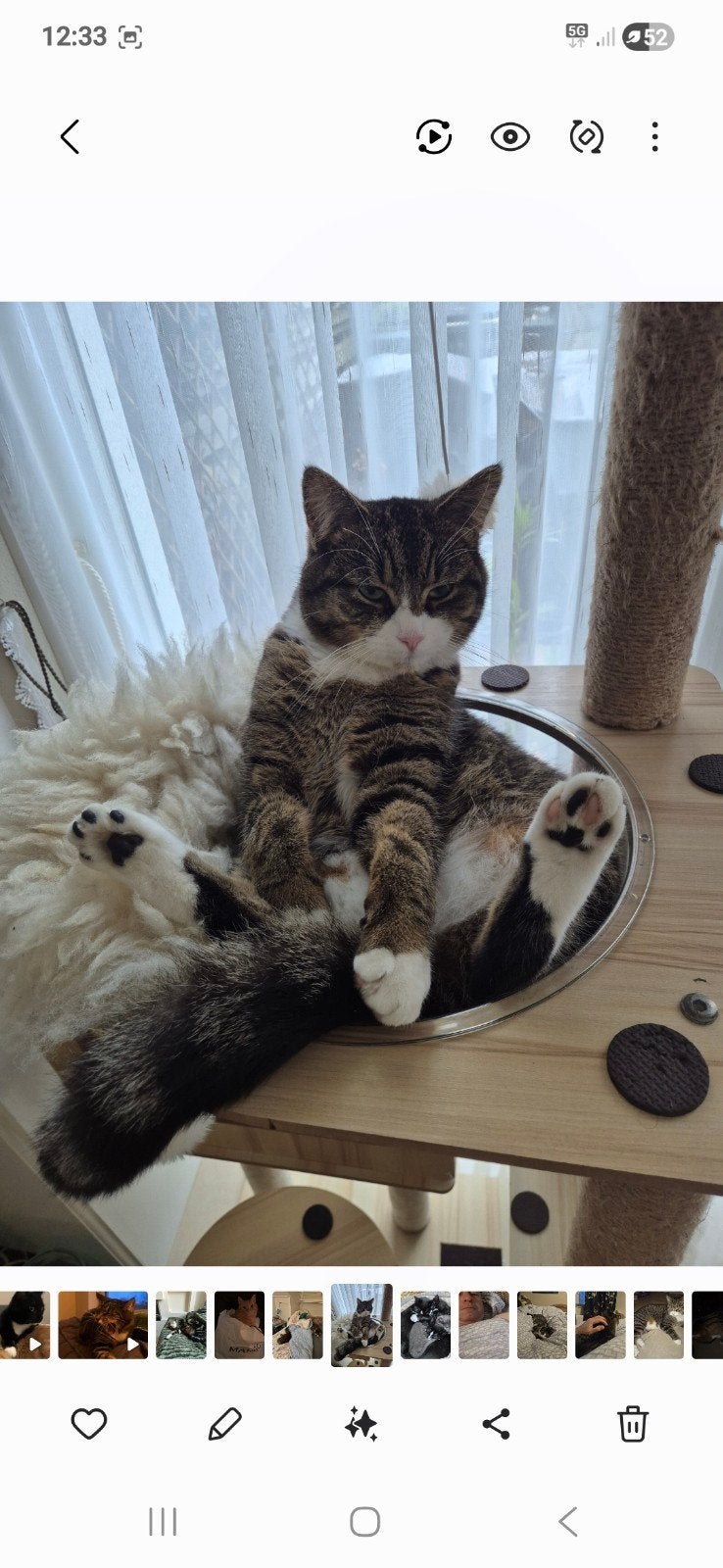 Vermisst in Voorschoten!!!, Dieren en Toebehoren, Kater