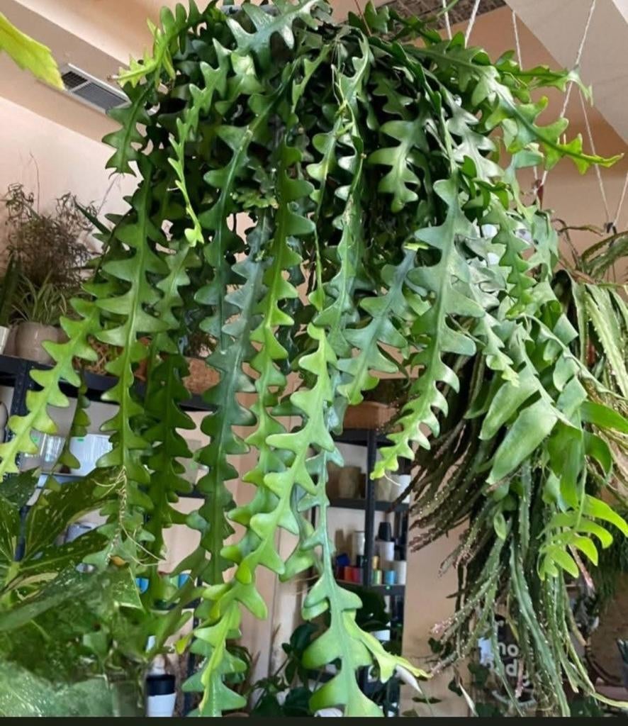 Zaagcactus, Ophalen of Verzenden