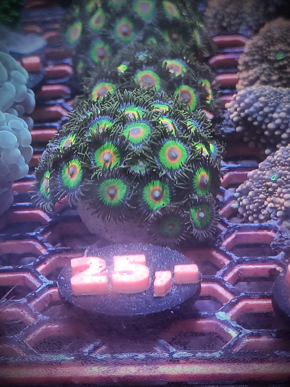 Rasta stekken, Dieren en Toebehoren, Zoutwatervis