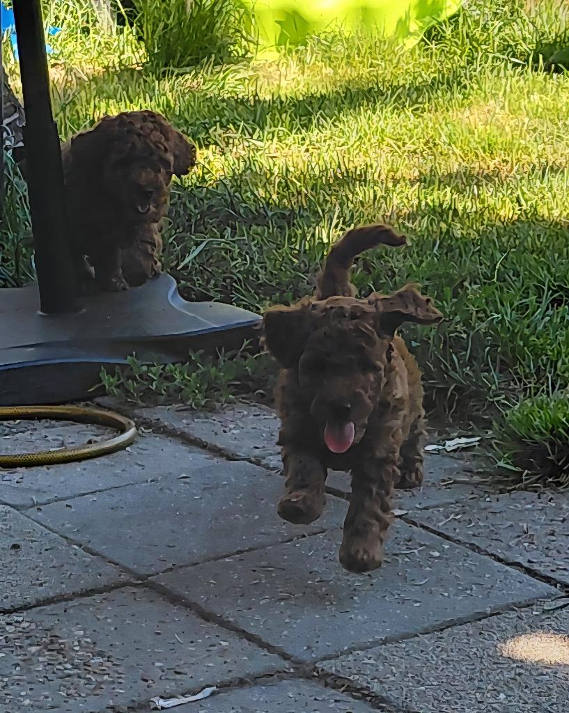 Dwergpoedel / toypoedel Pups (reutjes), Poedel, 8 tot 15 weken, Meerdere, Meerdere dieren