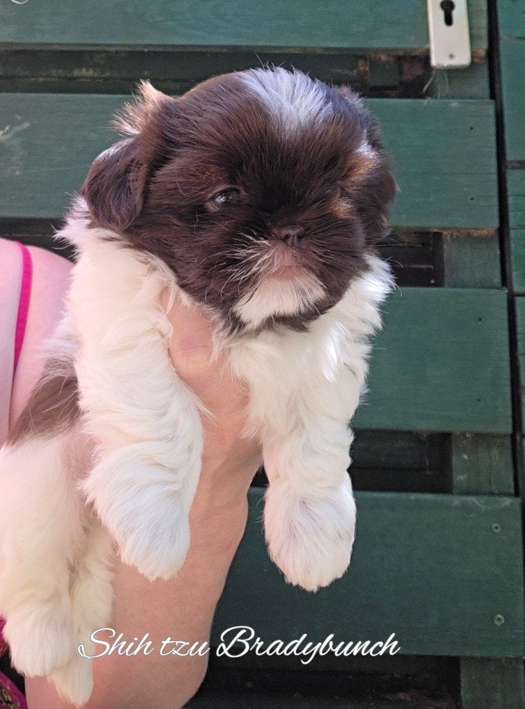 raszuiver Shih tzu teefjes Stamboom/Gezondheidsverklaring, Dieren en Toebehoren, Parvo, Overige rassen, 8 tot 15 weken, Meerdere