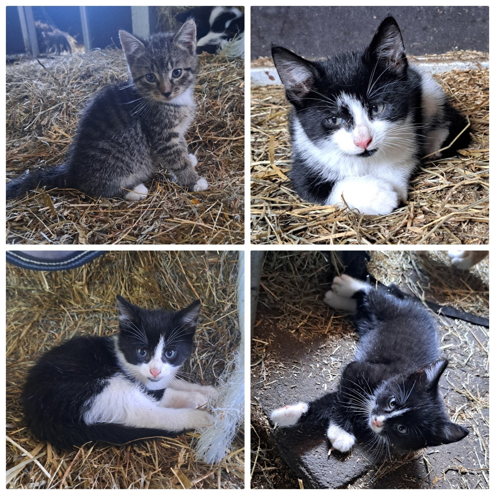4 Super lieve, speelse kittens te koop., Dieren en Toebehoren, Katten en Kittens | Overige Katten, Meerdere dieren