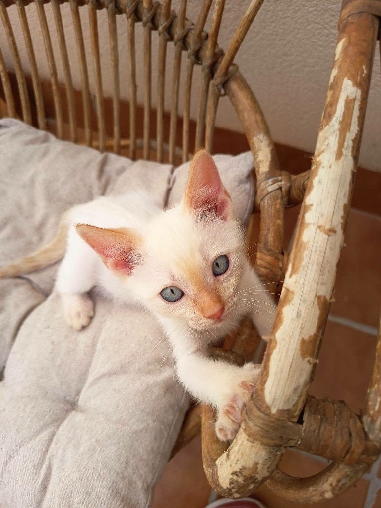Jarela, Bamban, x redpoint siam, 4/6/24, Dieren en Toebehoren, Kater, Kortharig, 0 tot 2 jaar