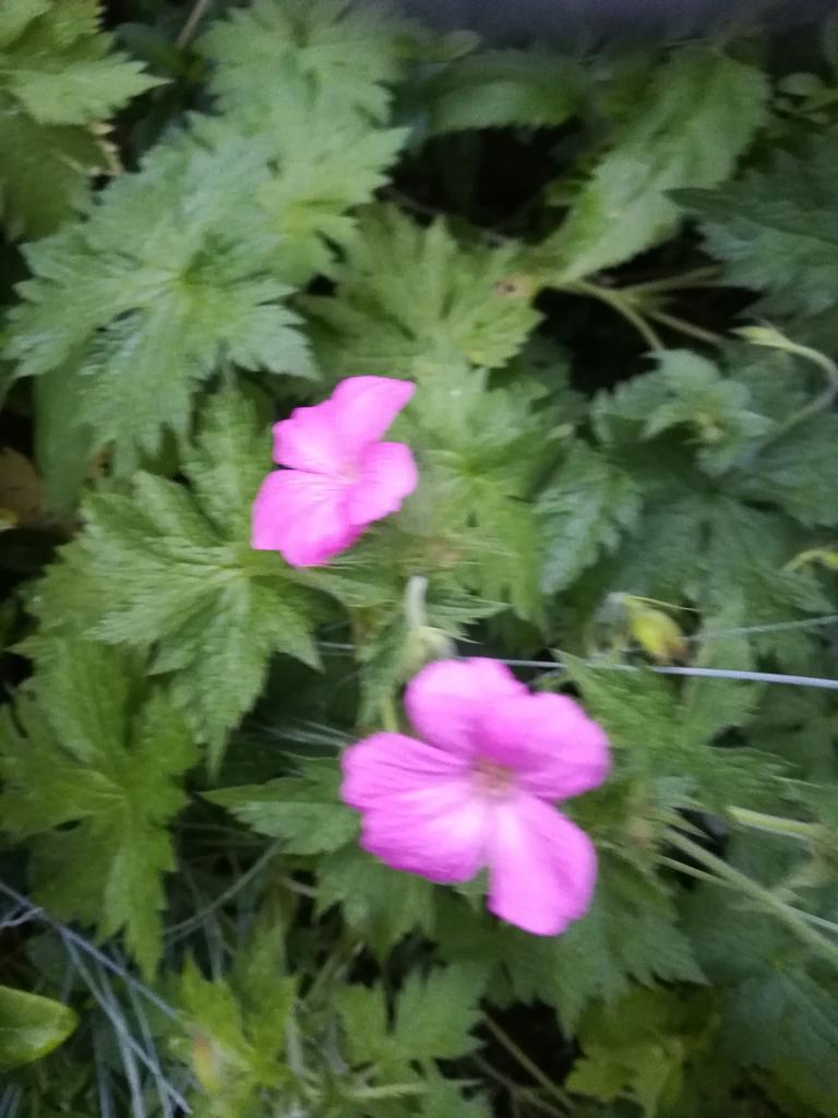Geranium endressii 'Wargrave Pink' (Ooievaarsbek)vaste plant, Ophalen of Verzenden, Overige soorten, Halfschaduw