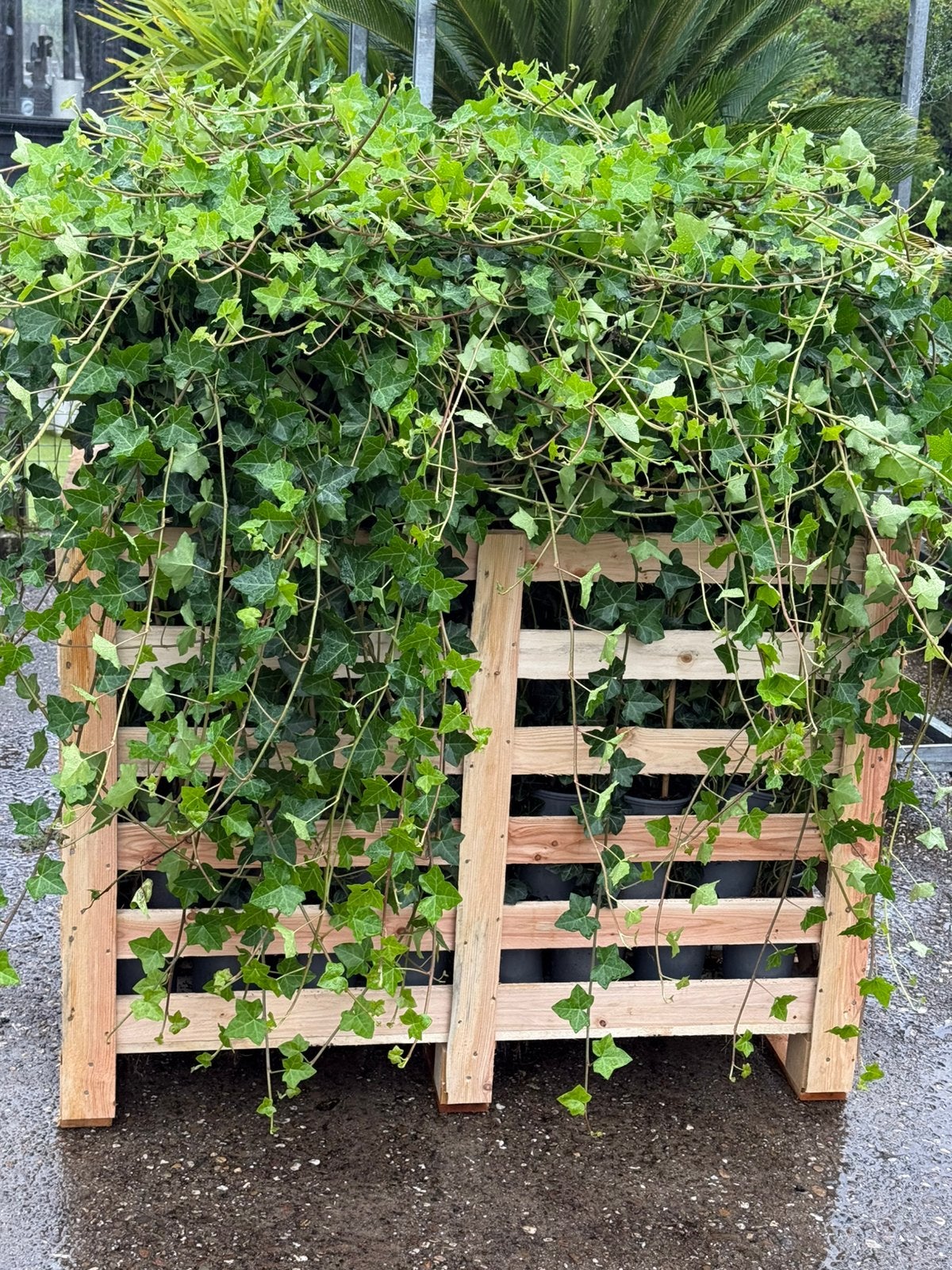 Hedera echt echt echt mooie planten snel dicht 4/5 pm, Tuin en Terras, Ophalen, Bloeit niet, Vaste plant, Klimplanten
