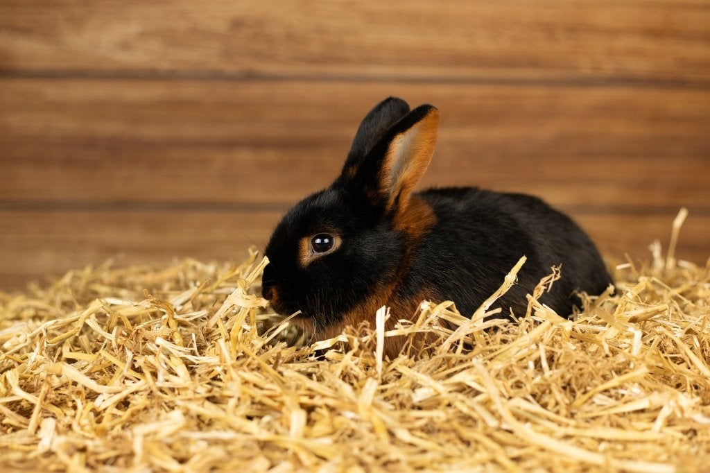 Black en tan | Kleine, lieve konijnen | Mooie kleurslag, Dieren en Toebehoren, Meerdere dieren, Dwerg, Hangoor, 0 tot 2 jaar