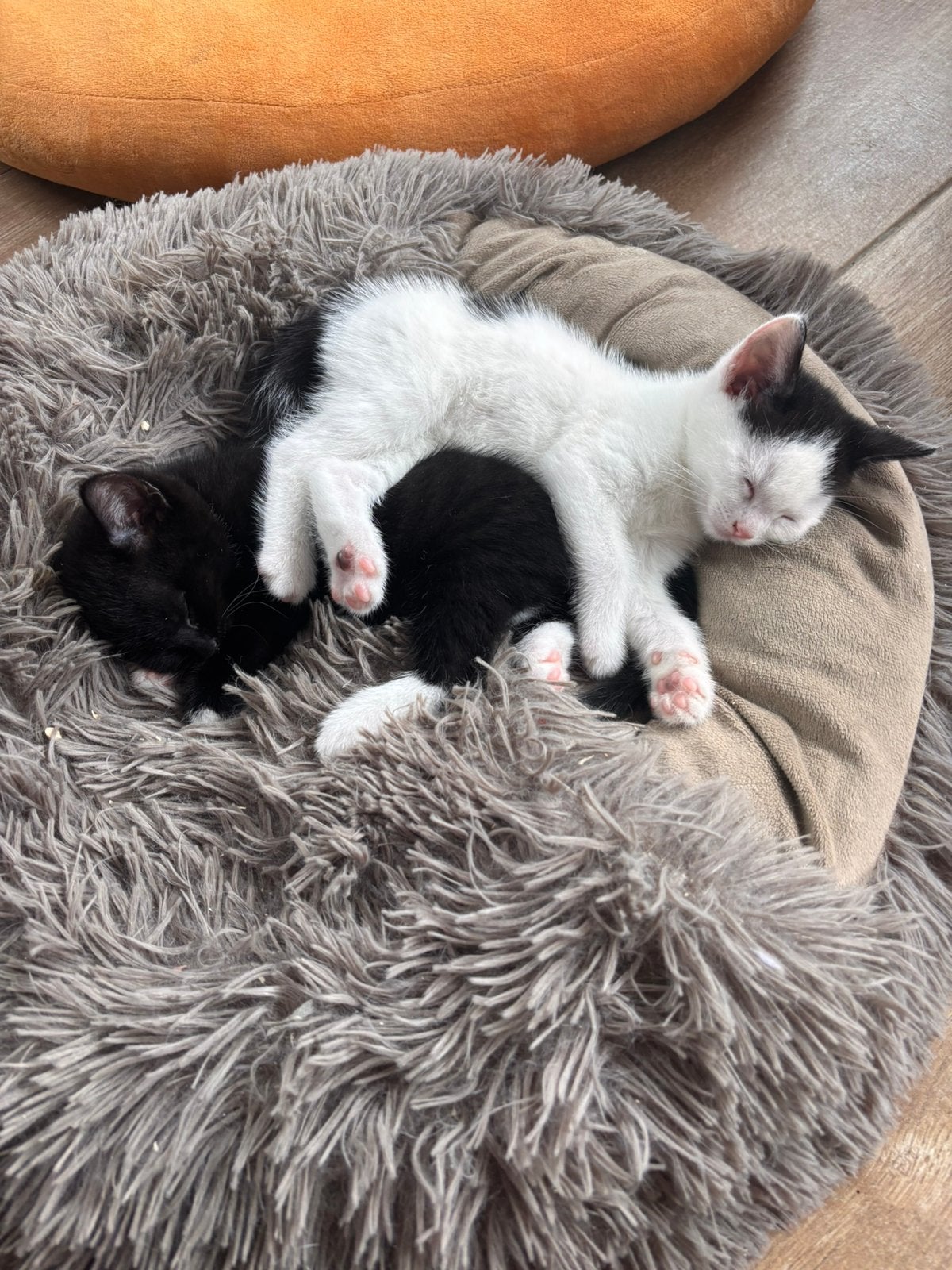 Four beautiful kittens vlooking for loving homes, Dieren en Toebehoren, Katten en Kittens | Overige Katten, Poes, Kortharig, 0 tot 2 jaar