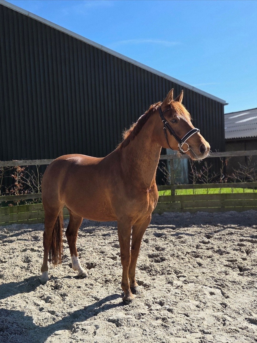 Lieve 5 jarige merrie, Dieren en Toebehoren, Paarden, Merrie