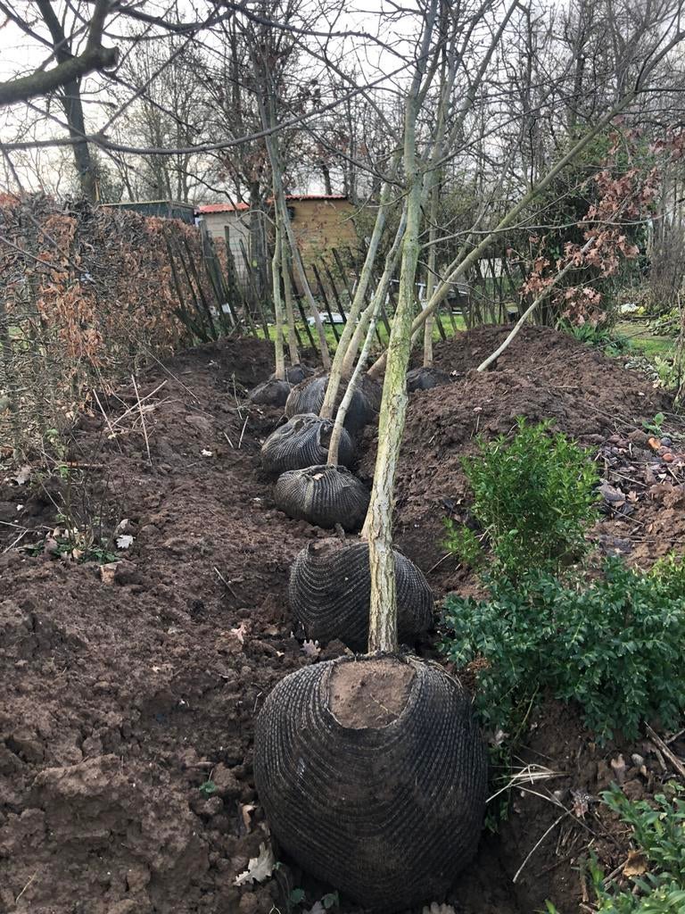 Grasmaaien en heg knippen, Tuin en Terras, Planten | Bomen, Ophalen of Verzenden, Volle zon, Overige soorten, Minder dan 100 cm