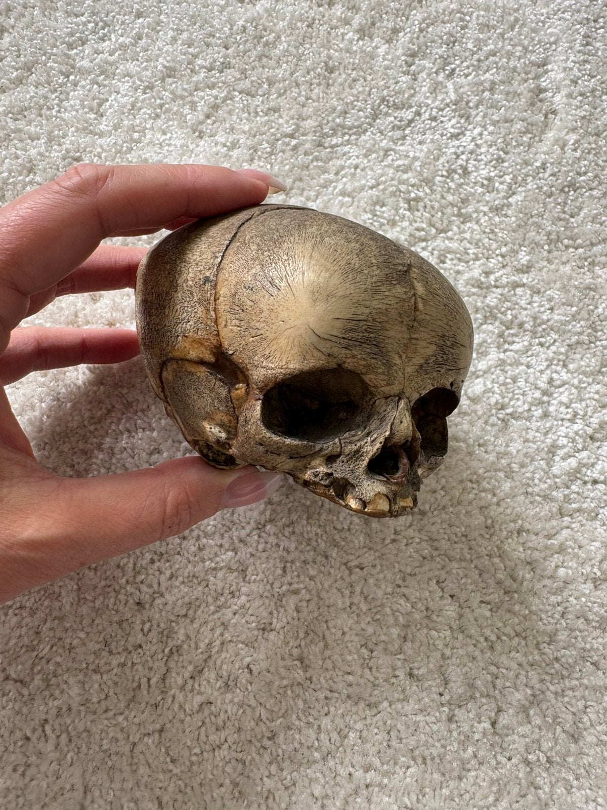 Schedel mens foetus educatie studie antiek, Ophalen of Verzenden