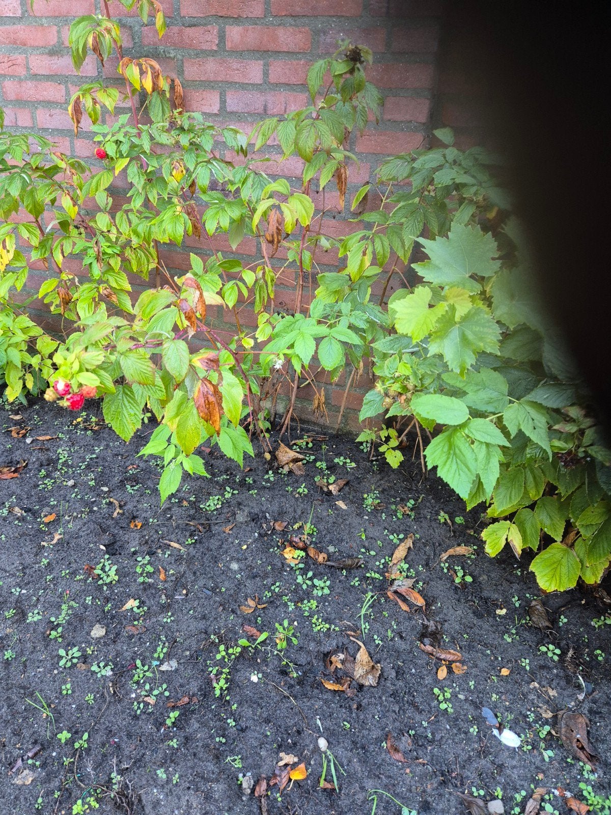 Frambozen planten, Tuin en Terras, Ophalen, Overige soorten, Minder dan 100 cm