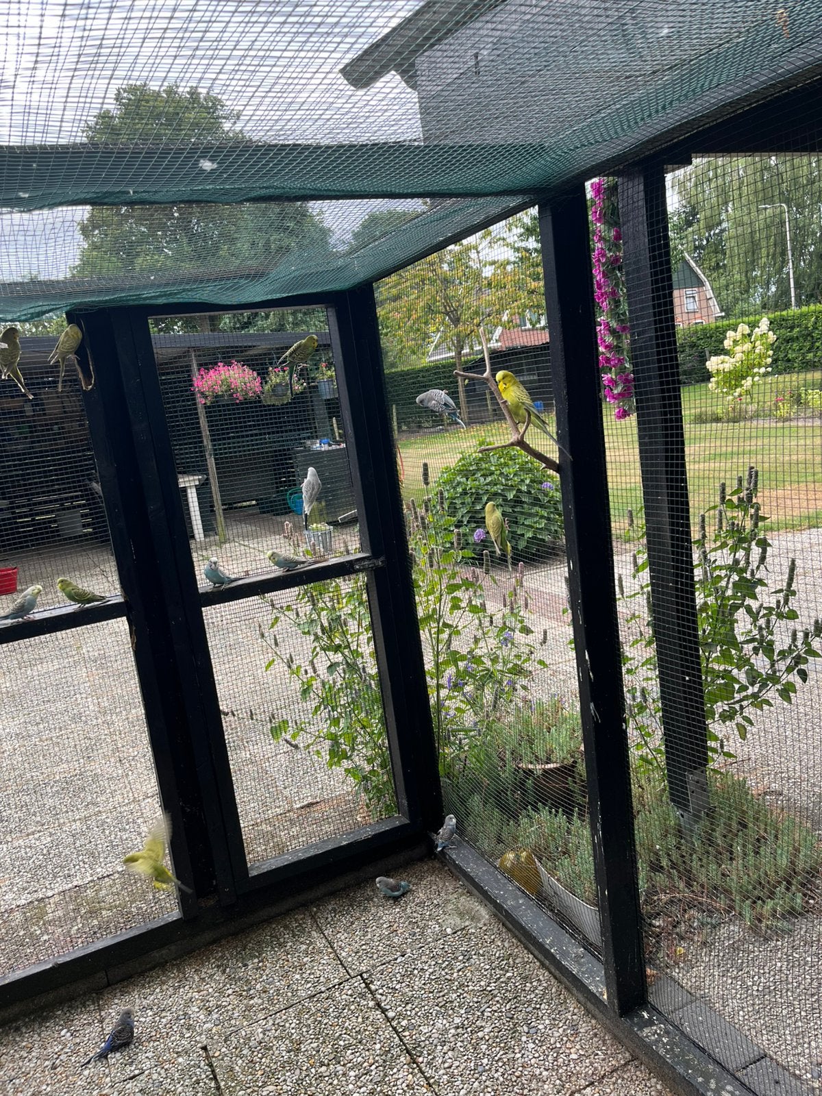 Te koop jonge grasparkieten om tam te maken, Dieren en Toebehoren, Vogels | Parkieten en Papegaaien, Meerdere dieren, Parkiet