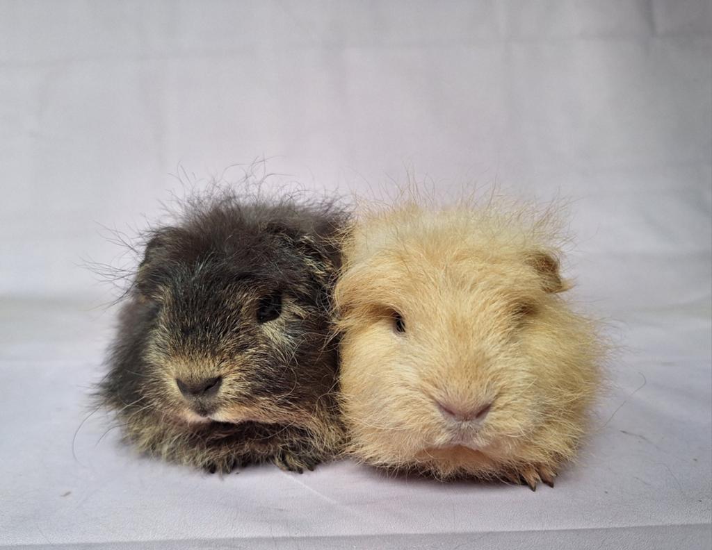 Twee jonge Ch teddy beertjes - creme - zwart otter, Cavia, April, Mannelijk, Tam