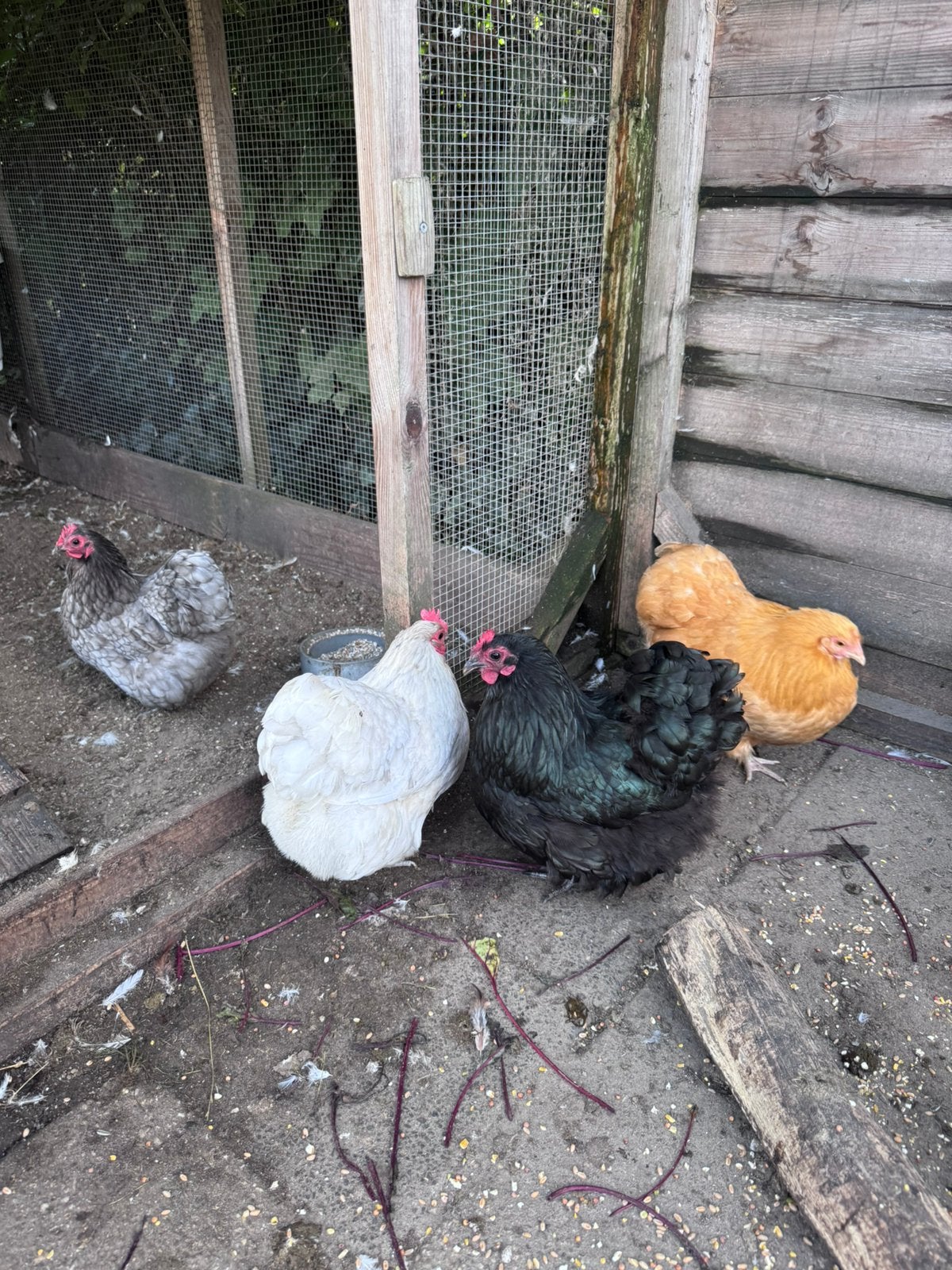 4 Orpington krielkippen te koop - 18 maanden oud, Dieren en Toebehoren, Pluimvee, Vrouwelijk, Kip