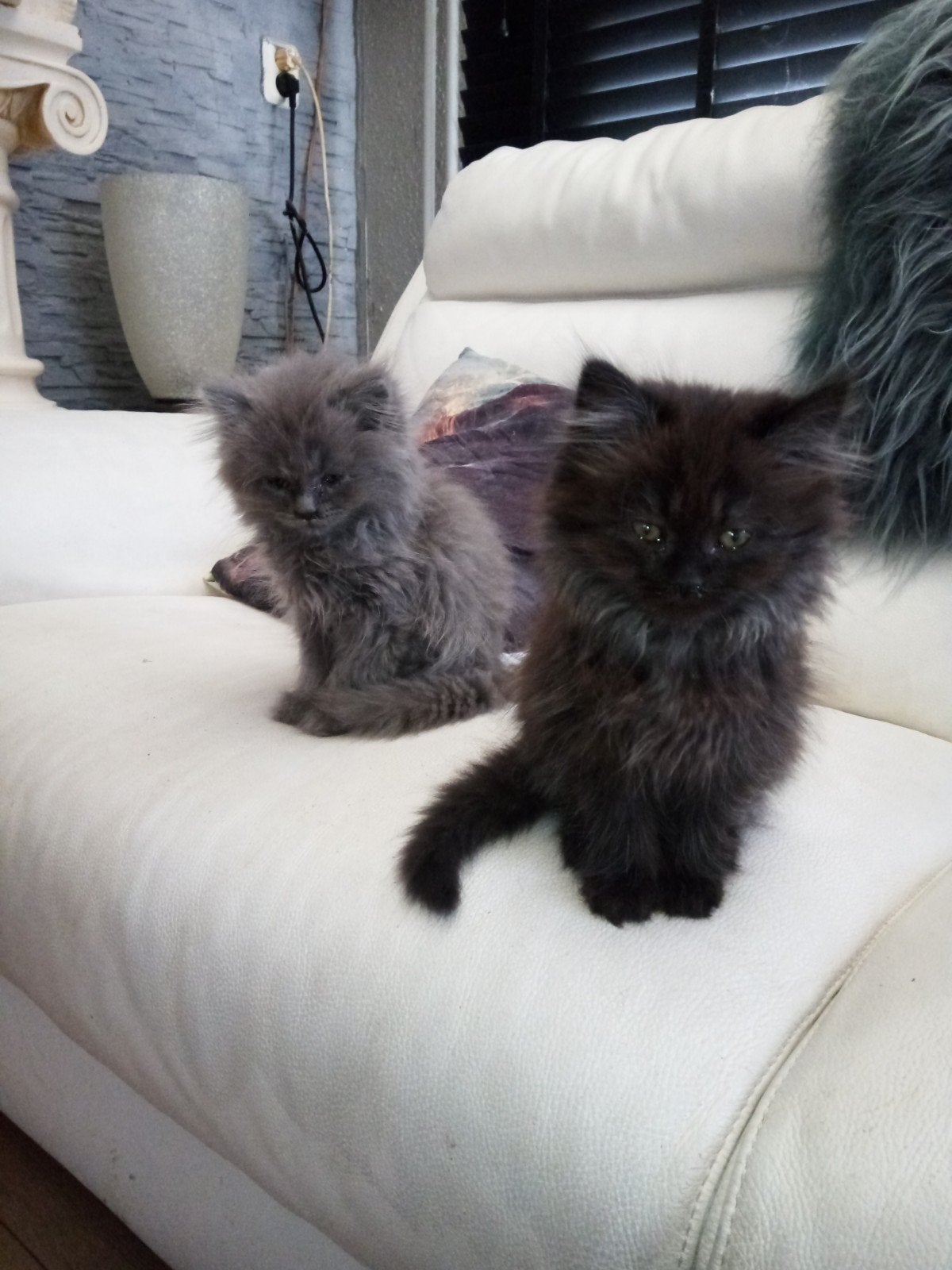 3 kittens kruising bleupoint heilige birmaan Britse langhaar, Dieren en Toebehoren, Katten en Kittens | Raskatten | Langhaar, Meerdere dieren