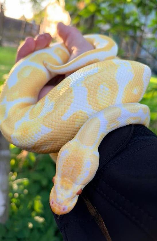 Koningspython Ball Python - male for sale from Parrotix