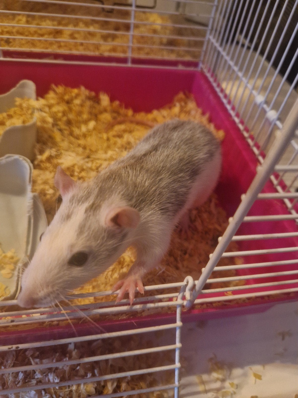 ratje 5 maanden oud. niet gesteriliseerd, Mei, Vrouwelijk