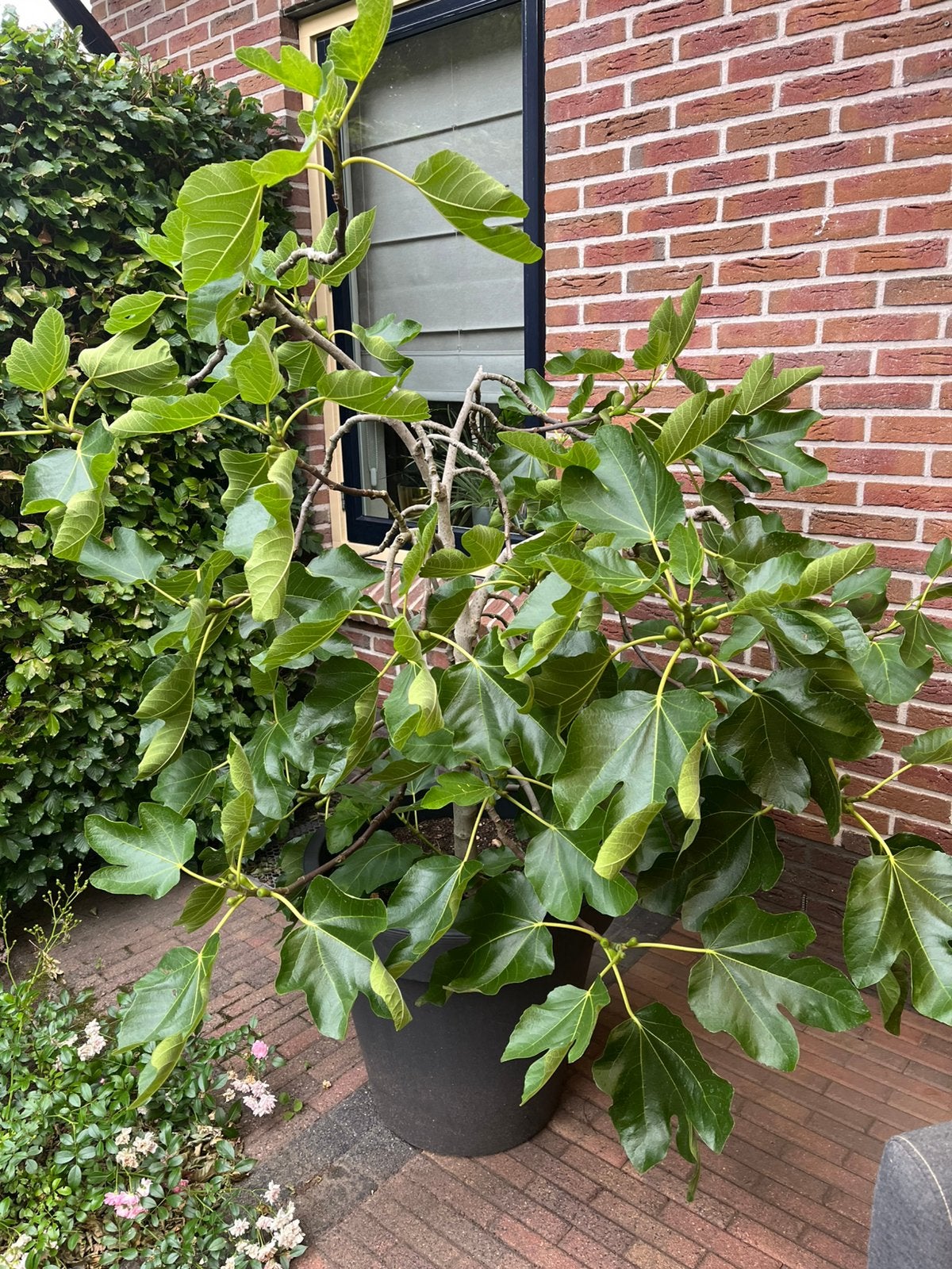 Jonge vijgenboom uit eigen tuin | geworteld | Ficus carica, Bloeit niet, Overige soorten, Minder dan 100 cm, Ophalen