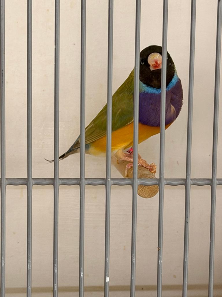 Gouldamadine cinnamon man van 2024, Mannelijk, Tropenvogel, Geringd