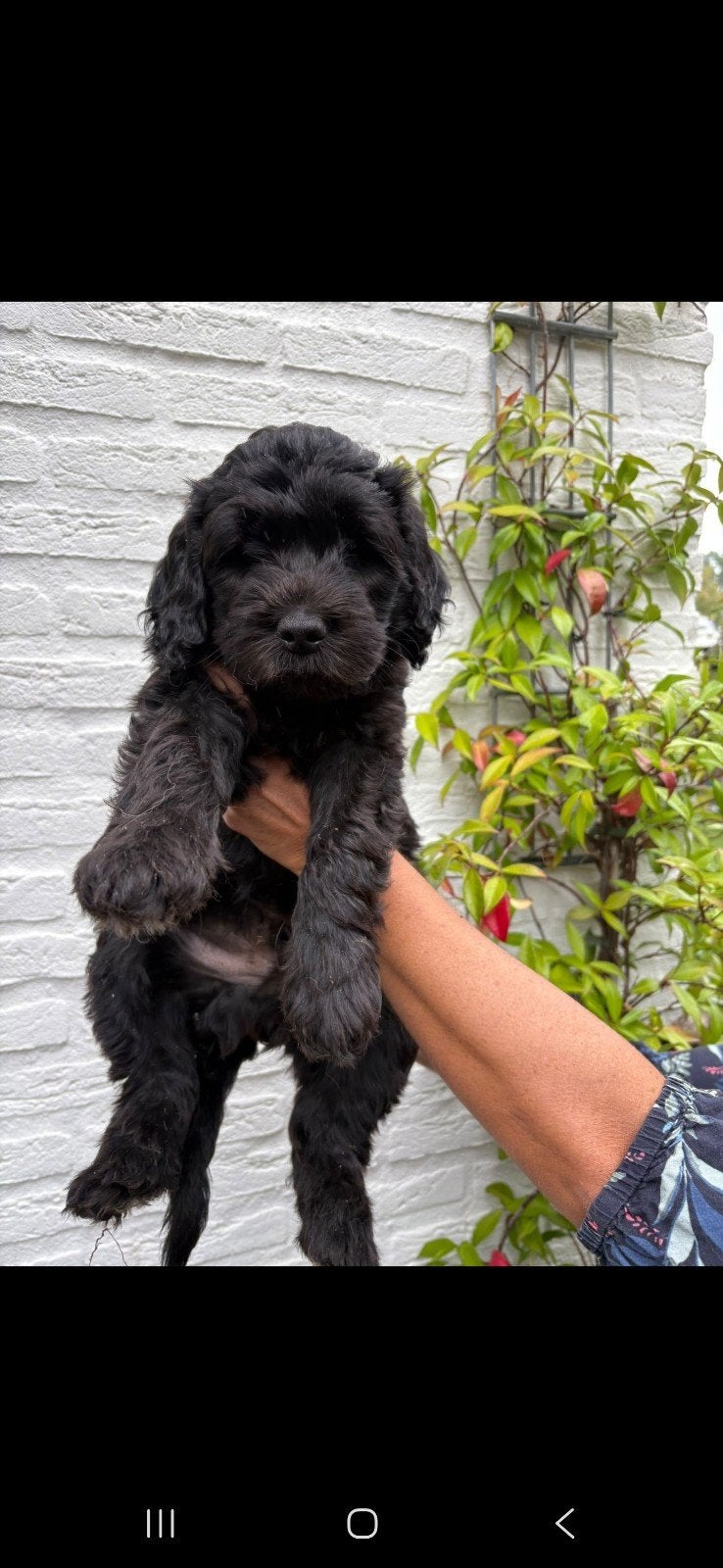 Ongelooflijk lieve Goldendoodle: Banjer, 12,5 week oud, Dieren en Toebehoren, 8 tot 15 weken, Eén hond, Nederland, Particulier