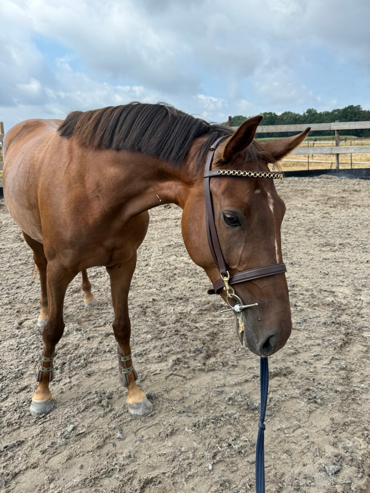 Verzorgpaard/ leasepaard aangeboden, Diensten en Vakmensen, Dieren | Paarden | Verzorging, Oppas en Les, Ruiter of Bijrijder