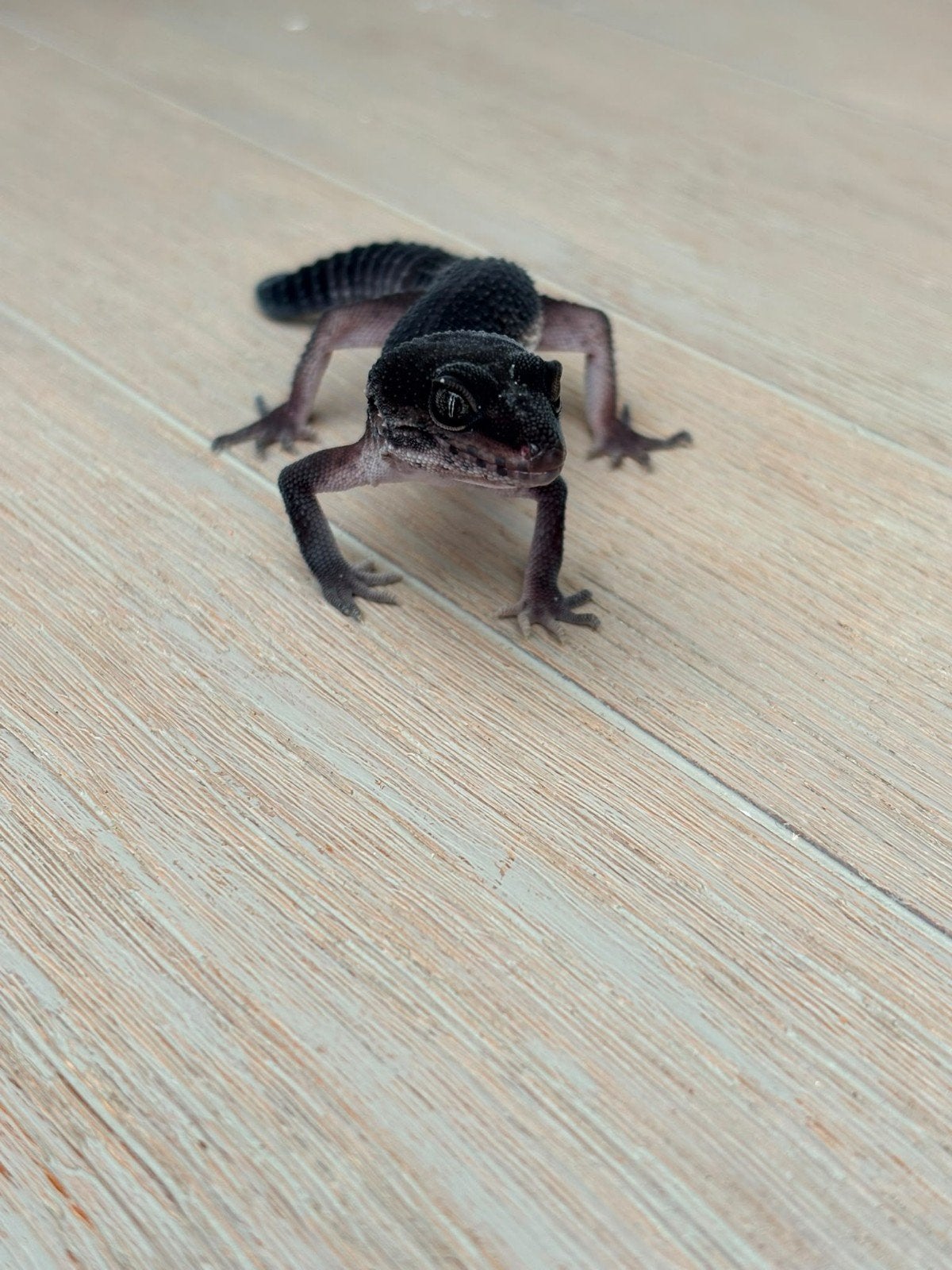 black night luipaard gekko man patroonloos Leopard Gecko - male for sale from h...