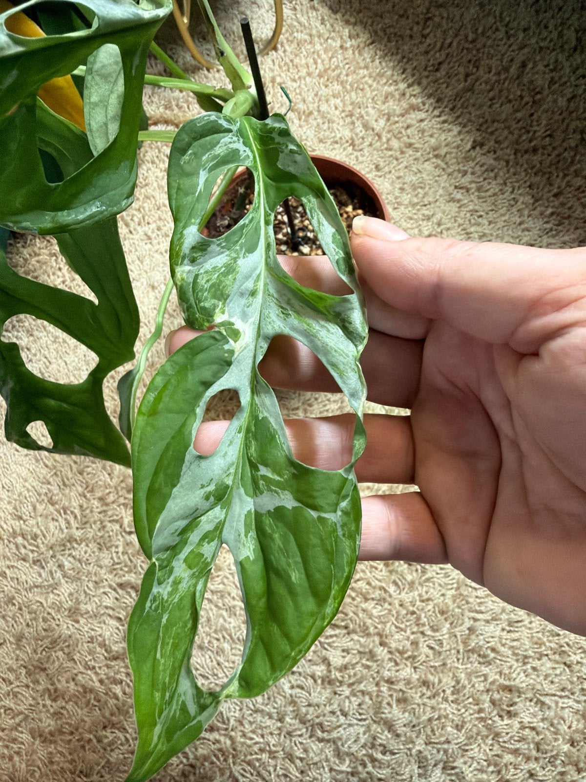 Monstera Adansonii Indonesian Marble - Zeldzame Variegata, Ophalen of Verzenden