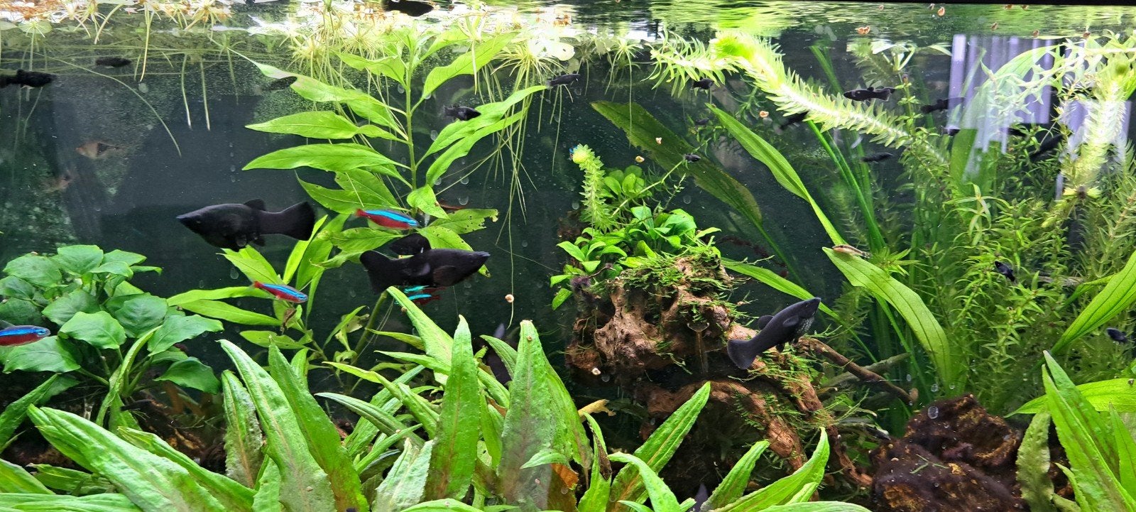 Gratis black molly visjes, Dieren en Toebehoren, Vis