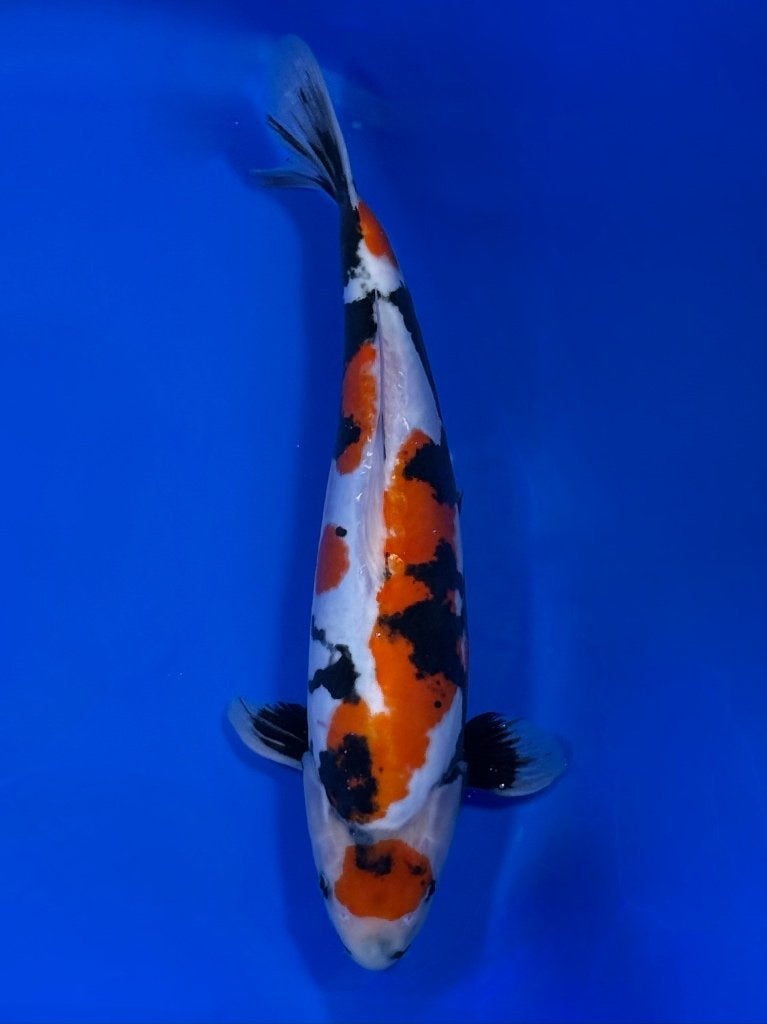 Conias Doitsu Showa – Sansai – 45/50 cm, Karper of Koi