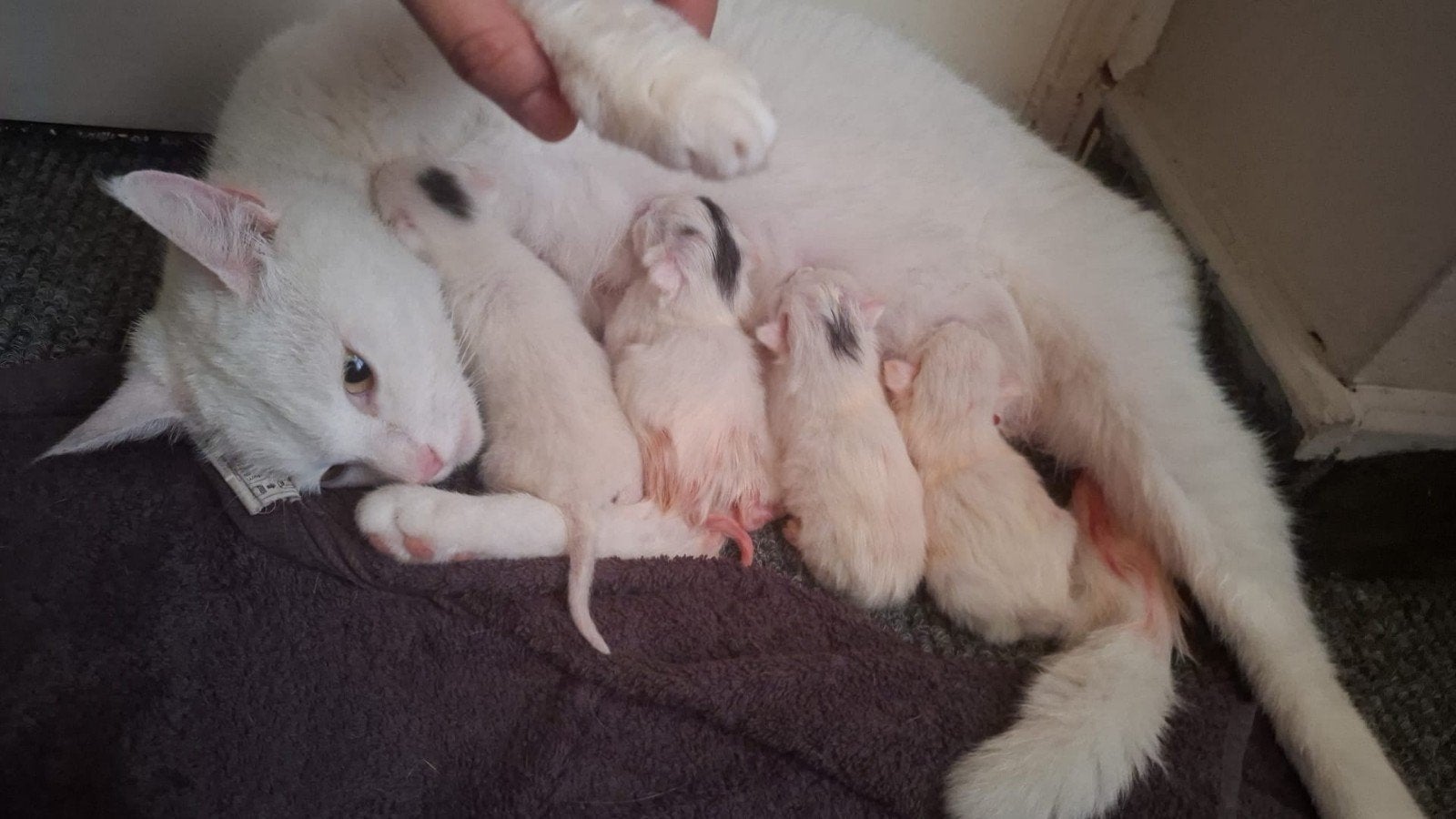 schattige kittens, Dieren en Toebehoren, Katten en Kittens | Overige Katten, Meerdere dieren, Kortharig, 0 tot 2 jaar