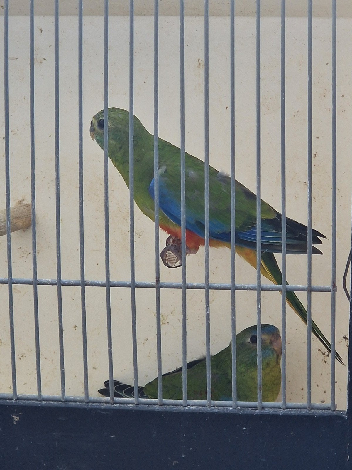 koppel turquoisine parkiet roodbuik, Meerdere dieren, Parkiet