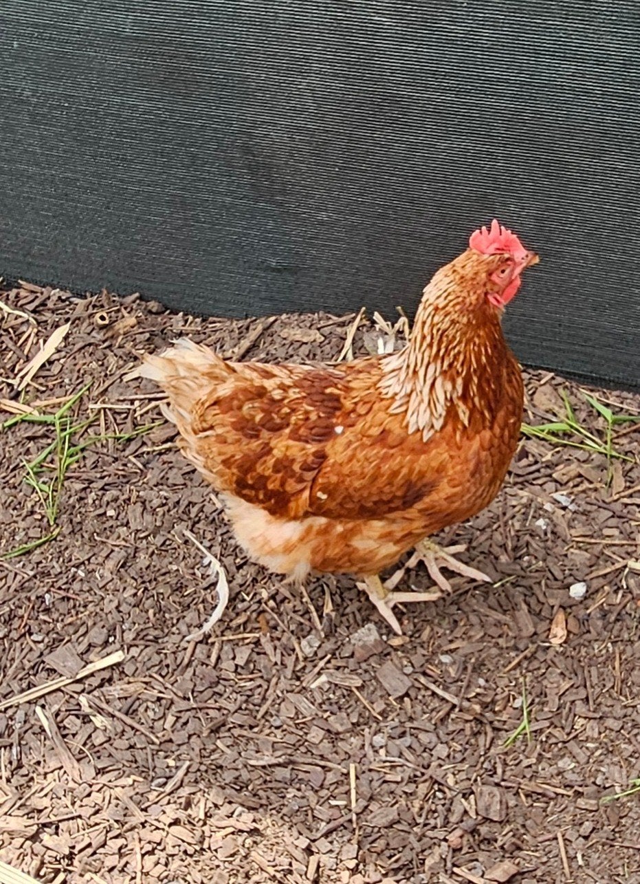 15 bruine legkippen, Dieren en Toebehoren, Pluimvee, Vrouwelijk, Kip