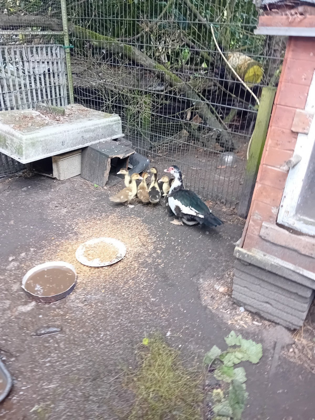 Jonge muskus eendjes samen naar nieuw huisje bieden vanaf 20, Dieren en Toebehoren, Pluimvee, Meerdere dieren, Eend
