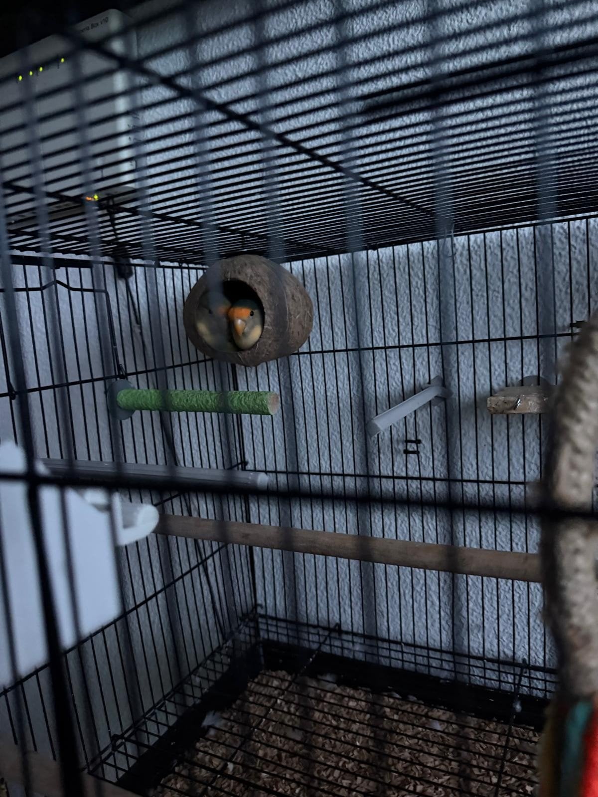 2 mooie lieve tamme Agapornissen, Dieren en Toebehoren, Vogels | Parkieten en Papegaaien, Dwergpapegaai of Agapornis, Tam