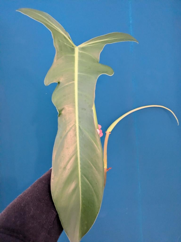 Philodendron Jerry Horne stek - Zeldzaam!, Verzenden, Halfschaduw, Minder dan 100 cm