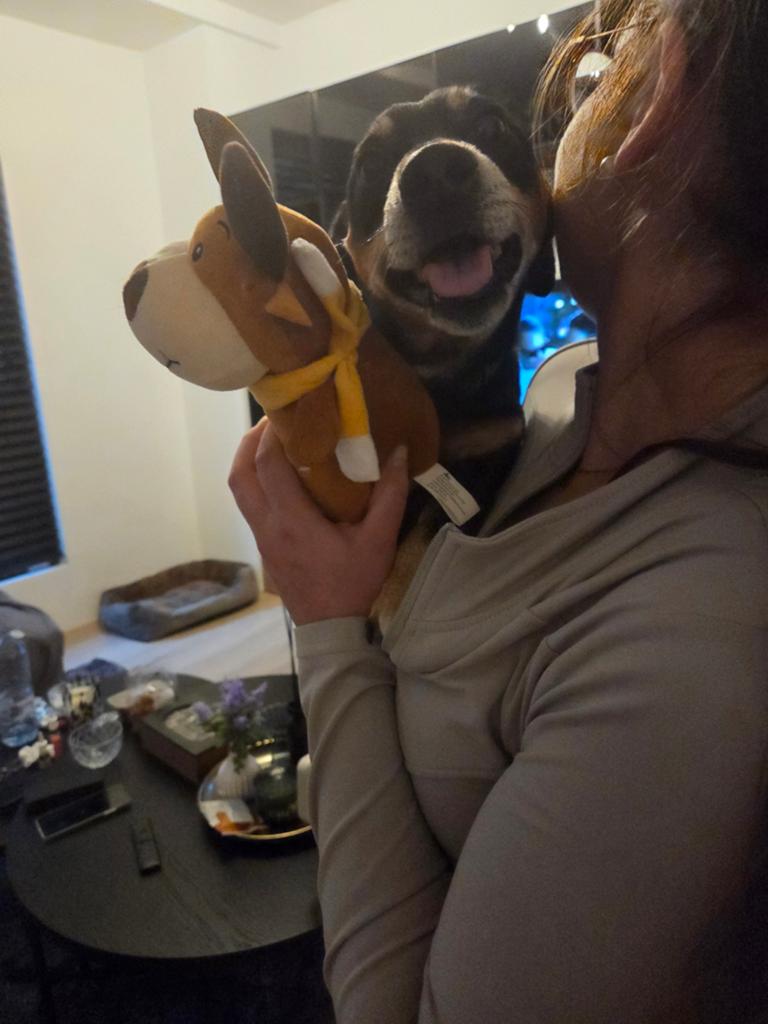 Kerngezonde Jack Russell Terrier dekreu (5 jaar) ter dekking, Jack Russell Terriër, Reu, Eén hond, 3 tot 5 jaar