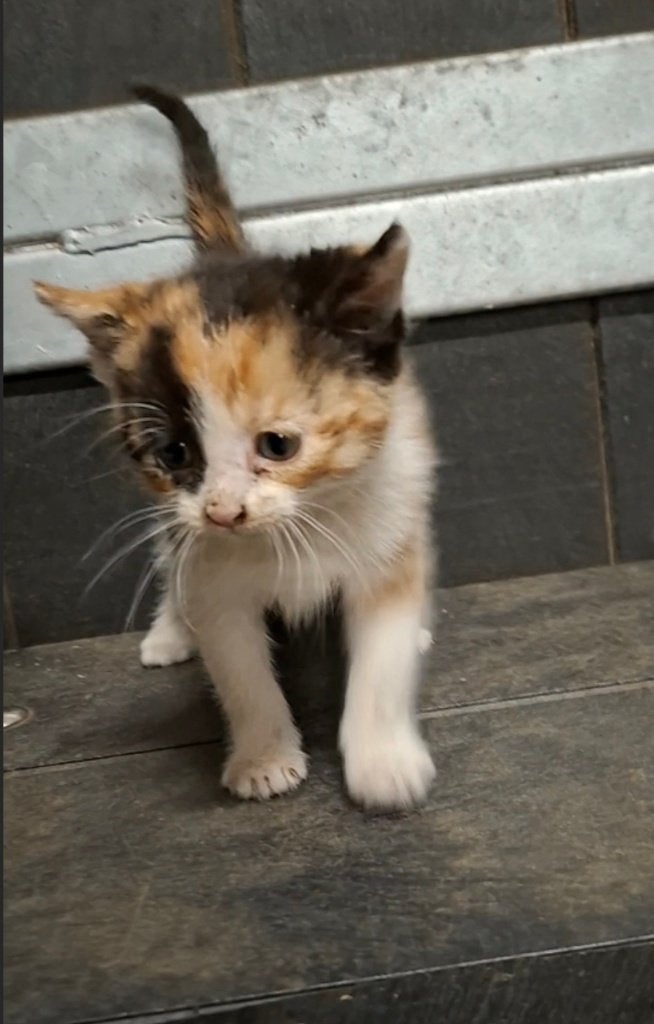 3 mooie tamme boerderij kittens, Dieren en Toebehoren, Poes, Ontwormd, 0 tot 2 jaar
