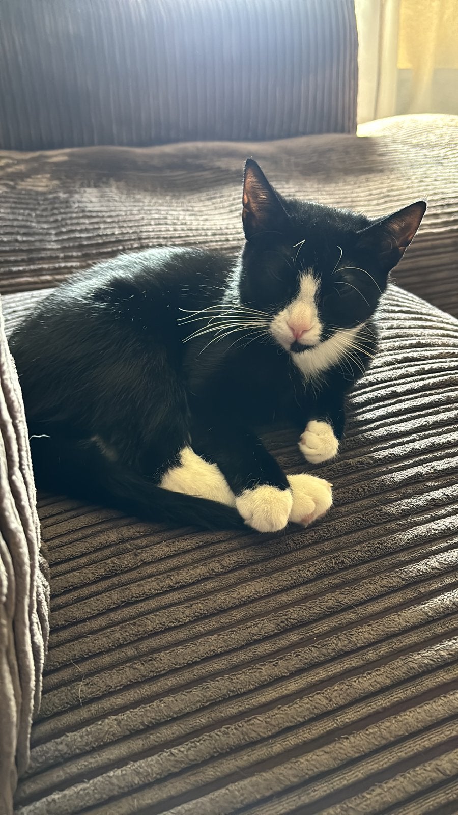 Lieve Mimi zoekt een warm en liefdevol thuis, Poes, Kortharig, 3 tot 5 jaar