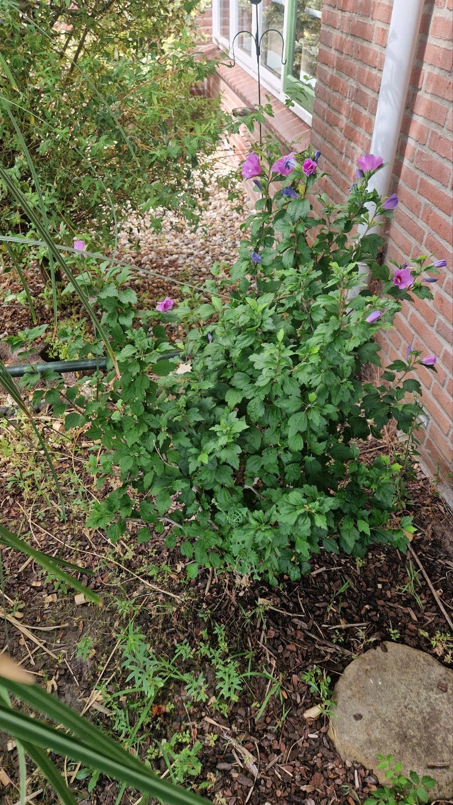 Altheastruik (Hibiscus syriacus 'Oiseau Bleu'), Ophalen, Overige soorten, Halfschaduw